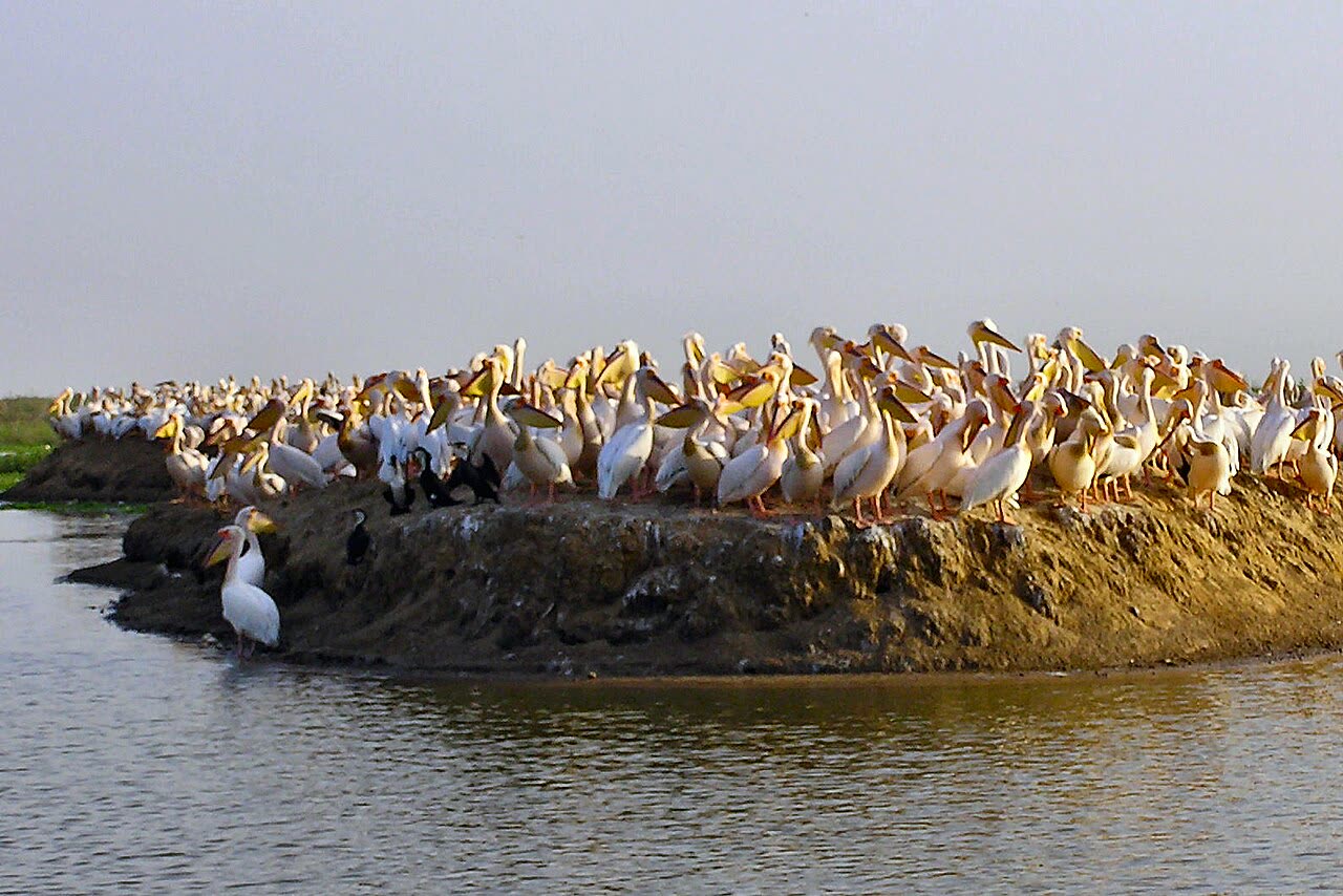 Parc national du Djoudj, sanctuaire d'oiseaux